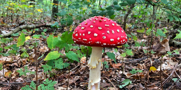 Rood met witte stippen